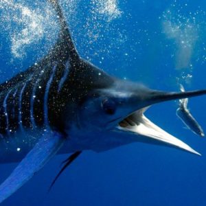pesca marlin cebo natural