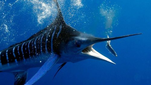 pesca marlin cebo natural