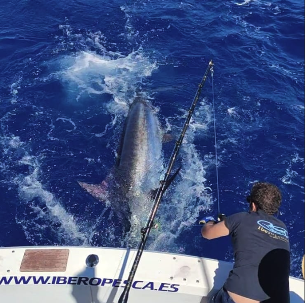 Marlin azul